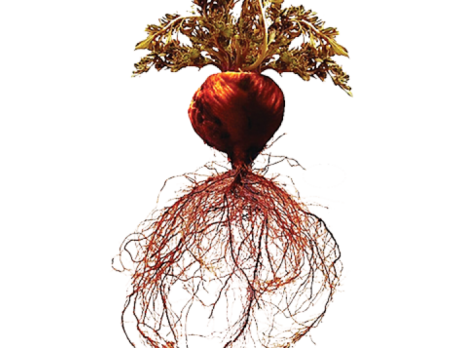 red-maca