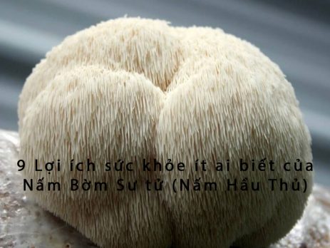 nấm bờm sư tử (nấm hầu thủ)