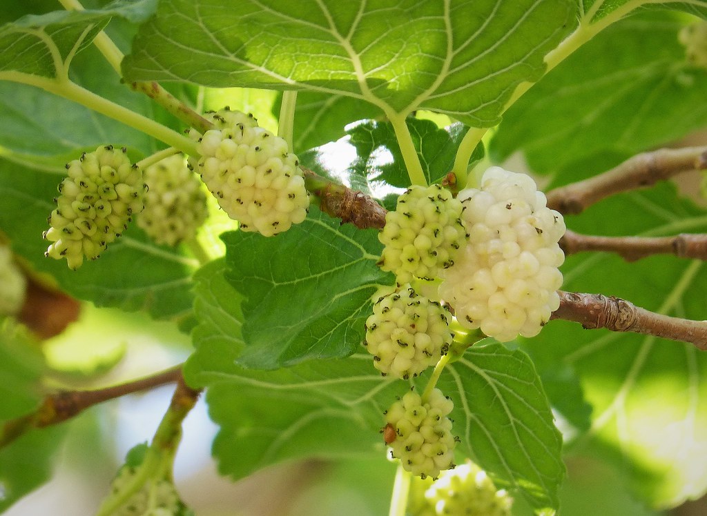 qua-dau-trang-doi-voi-benh-tieu-duong