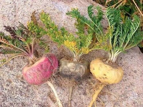 thao-duoc-teresa-herbs-sam-maca